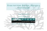 Ervas marinhas: Biologia, Ecologia e monitorização · da biologia das ervas marinhas ... Fixação em areia ou vasa ... ~25,000 Euro ano-1. Consequências da destruição da vegetação
