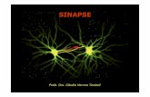 Sinapse 2007 [Modo de Compatibilidade] · JUNÇÃO NEUROMUSCULAR. Sinapse Axoaxônica SINAPSE ENTRE CÉLULAS NEURAIS Sinapse Axodendrítica Sinapse Axossomática. Etapas da Transmisão