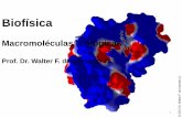 Macromoléculas Biológicas - azevedolab.netazevedolab.net/resources/biofisica3.pdf · formada por uma sequência de aminoácidos ligados covalentemente. O primeiro aminoácido liga-se