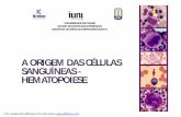 A ORIGEM DAS CÉLULAS SANGUÍNEAS - HEMATOPOIESEs3.amazonaws.com/ilang-media/PAT/Upload/430149/Hematopoiese...hemocitoblasto Progenitor linfóide Progenitor mielóide Linfoblasto(precursor