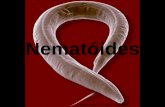 Nematóides - Placeholder pagelineu.icb.usp.br/~farmacia/ppt/antigos/Nematoides_2011not.pdf · Filo Nematoda 600 milhões de anos . ... • Causador: Strongiloides stercoralis •