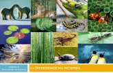 I DIVERSIDADE NA BIOSFERA - biogeo-10-a-2014 … · Cadeia alimentar – sequência de ... Na tentativa de melhor compreender e organizar a diversidade biológica, biólogos ... Arara