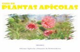 Guia de PLANTAS APÍCOLAS - CIRANDAS · 2009-09-15 · Você pode encontrar algumas espécies de plantas que foram coletadas em propriedades de cultivo de tomates e que foram visitadas
