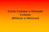 Ciclo Celular e Divisão Celular (Mitose e Meiose) · o número de cromossomos da célula que entra em meiose II que é haploide • O resultado final são 4 células haploides, cada