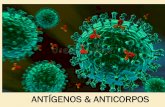 ANTÍGENOS & ANTICORPOSpharmacia.cuiaba.br/wp-content/uploads/2018/05/aula-21-05.pdf · ANTÍGENOS e IMUNÓGENOS ANTÍGENOS estruturas moleculares que interagem com anticorpos (reconhecimento).