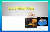 Leishmaniose - Farmácia UNISA 2008 · (Várias formas de leishmaniose) Os amastigotas são liberados no intestino do inseto e os parasitas se reprodu-zem como promastigotas O hospedeiro