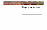 Staphylococcuscc04-10/microslides/4-staphylo.pdf · Agentes da pop. microbiana normal da pele, mucosas e orofaringe Mecanismos de virulência não são conhecidos Raramente implicados