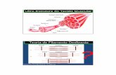 Ultra-Estrutura do Tecido Muscular - Laboratório Crossbridgescrossbridges.synthasite.com/resources/Seminario 01 - Monique... · Comportamento Viscoelástico do tecido muscular submetido
