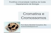 Cromatina e Cromossomos - Professorprofessor.pucgoias.edu.br/SiteDocente/admin/arquivosUpload/18497... · • Base para a "teoria cromossômica da herança" Walter Flemming (18. 43-1906)