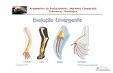 Argumentos do Evolucionismo: Anatomia Comparada Estruturas ... · Argumentos do Evolucionismo: Anatomia Comparada Estruturas Vestigiais Músculos na zona das orelhas Transparência