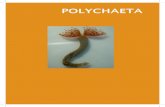 POLYCHAETA - mma.gov.br · Os poliquetas são vermes anelídeos predominantemente marinhos e bentônicos, havendo apenas ... e cinco antenas occipitais com ceratóforos anelados (cerca