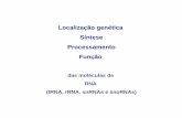 Localização genética Síntese Processamento Funçãobmg.fc.ul.pt/Disciplinas/GBM/aulas/13-LocSintProcFuncRNA.pdf · Localização genética Síntese Processamento ... também há