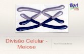 Divisão Celularbiologiamais.com.br/download-254/bb23-e-24-meiose.pdf · Divisão Celular - Meiose Prof. Fernando Belan. Meiose