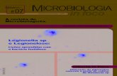Legionella sp e Legionelose · de microrganismos comensais. A presen-ça de Legionella pneumophila em siste-mas de distribuição, por exemplo, está ... tanto, a ocorrência de amebas