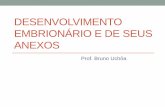 DESENVOLVIMENTO EMBRIONÁRIO E DE SEUS ANEXOScolegiosantarosa-pa.com.br/.../bruno_uchoa/1ano_embriologia-2.pdf · Vitelo • Vitelo – grânulos densos constituídos principalmente