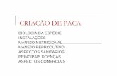 CRIAÇÃO DE PACA - medvet2016blog.files.wordpress.com · criaÇÃo de paca -reproduÇÃo 1 a 2 partos por ano com 1 cria perÍodo de gestaÇÃo de 115 a 130 dias diagnÓstico visual