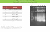 Biologia Molecular e Celular I 2016 Aula prática 2 ...biologia.ifsc.usp.br/biomolcel1/outros/fotos.pdf · M 1 2 3 4 5 6 Biologia Molecular e Celular I – 2016 Aula prática 2: Eletroforese