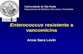 Enterococcus resistente a vancomicina - anvisa.gov.br · Enterococcus spp • Intrinsecamente resistentes a: – clindamicina – penicilinas, cefalosporinas e outros betalactâmicos