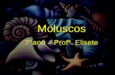 MOLUSCOS - santaterezinha.com.br · Exemplos: mariscos, ostras e mexilhões ... semelhante aos dos vertebrados.
