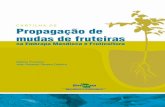 Cartilha Propagacao de Fruteiras - Principal - Agropedia ...ainfo.cnptia.embrapa.br/digital/bitstream/item/89714/1/Cartilha... · Uma condição importante é que o diâmetro do porta