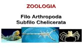 ZOOLOGIA Filo Arthropoda Subfilo Chelicerata - fcav.unesp.br · Subfilo Chelicerata Características principais Corpo dividido em cefalotórax (Prossomo) e abdome (Opistossomo); •