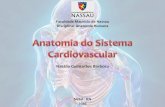 Natália Guimarães Barbosa · Controle da atividade cardíaca –nervo vago (inibe) e nervo ... * A. Coronária E ... Carlo A. Anatomia Humana Sistêmica e Tegmentar. 2ª ed. Rio