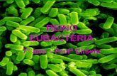 REINO EUBACTÉRIA - santaterezinha.com.br · REINO EUBACTÉRIA 7° ano ... Bactérias Podem viver em diversos locais (água, ar, solo, dentro de animais ou plantas). ... lavar as