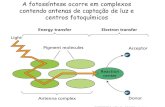 A fotossíntese ocorre em complexos contendo antenas de ...rakluge.com.br/Aula_fotossintese2.pdf · O estado de excitação energético dos pigmentos diminui quanto mais próximo