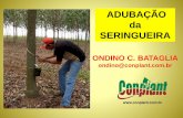 ADUBAÇÃO da SERINGUEIRA - aprob.com.braprob.com.br/ckfinder/userfiles/files/Adubação na Seringueira... · PASTAGEM. MANEJO DA ADUBAÇÃO PLANTIO Correção do Solo Adubação