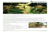 Acacia longifolia torrinha - invasoras.ptinvasoras.pt/wp-content/uploads/2012/10/Acacia_longifolia_torrinha.pdf · por um funículo cor-de-laranja. Caracterís#cas que facilitam a