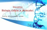 Biologia Celular e Molecular - Cloud Object Storage | Store & … · Meiose processo de divisão celular no qual se foram células haploides 2n n n n n Processo Reducional ... Slide