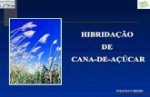 HIBRIDAÇÃO DE CANA-DE-AÇÚCAR - bespa.agrarias.ufpr.br cana.pdf · HIBRIDAÇÃO DE CANA-DE-AÇÚCAR CLASSIFICAÇÃO BOTÂNICA No gênero Saccharum ocorrem seis espécies: • S.