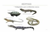 RÉPTEIS - biologiaongep.pbworks.combiologiaongep.pbworks.com/w/file/fetch/58051355/zoo 2.pdf · O princípio da capacidade de submersão dos submarinos é o mesmo presente na bexiga