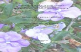 Morfoanatomia foliar de esp©cies de Brunfelsia L. do Sul ... cinco esp©cies herborizadas foram