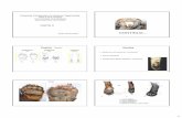 Apresentação do PowerPoint - Moodle UFSC · 1 Profa. Rosane Silva Anatomia Comparada do Sistema Tegumentar (Pele e seus anexos) nos Animais Domésticos (Equinos, Bovinos, Suínos,