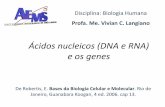 Ácidos nucleicos (DNA e RNA) e os genes - aems.com.br_RNA,_genes.pdf · Ácidos nucleicos •São macromoléculas de enorme importância biológica; •O DNA constitui o depósito