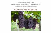 Departamento de Produção Vegetal Cultura da Videiraroneiandre.dominiotemporario.com/doc/ESALQ-fruti_temperada.pdf · Destino da produção de uvas brasileiras . Fonte: Anuário