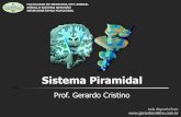 Apresentação do PowerPoint - Dr. Gerardo Cristino · Aula disponível em:  FACULDADE DE MEDICINA/UFC-SOBRAL MÓDULO SISTEMA NERVOSO NEUROANATOMIA FUNCIONAL Sistema Piramidal