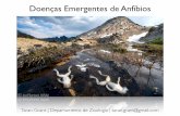 Doenças Emergentes de Anfíbios - Instituto de Biociências global and rapid: 32.5% of 5743 de-scribed species are threatened, with at least 9, and perhaps 122, becoming extinct since