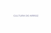 CULTURA DO ARROZ - feis.unesp.br · Importância da Cultura-Alimento básico de 40% da humanidade-No Brasil –mistura arroz e feijão (lisina e aaS)-Aproveitamento de várzeas úmidas