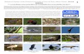 755 BRASIL Birds of Juiz de Fora-enfieldguides.fieldmuseum.org/sites/default/files/rapid-color-guides... · Bruno Corrêa Barbosa, Tatiane Tagliatti Maciel, Mariana Paschoalini, Marco