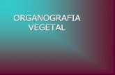 ORGANOGRAFIA VEGETAL - msmidia.profissional.wsmsmidia.profissional.ws/hi/conexaox/OrganografiaVegetal.pdf · •Haste: Ex. arroz, capim, trigo, grama. • Cladódio: Parênquima aquífero.