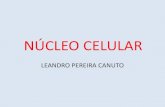 NÚCLEO CELULAR - Pela Popularização da Universidade ... · nucléolo e nucleoplasma • Contém: DNA, RNA e ... núcleo e auxilia a manter a sua forma. ... •Cromossomos