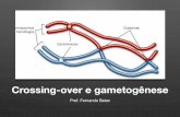 Crossing-over e gametogênese - biologiamais.com.brbiologiamais.com.br/download-255/bb25-e-26-crossing-over-e... · se lentamente por MITOSE (E!) ... • Nesta fase não existe divisão