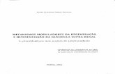 MECANISMOS MODULADORES DA REGENERAÇÃO E …repositorio-aberto.up.pt/bitstream/10216/9625/3/4884_TD_01_P.pdf · (Regulamento da Faculdade de Medicina do Porto, Decreto-Lei n." ...