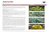 ADVID · Foto 4– Inﬂorescência da Mostarda brava (Sinapis arvensis L.) ... Fig. 2- Idade da videira a par r da qual é recomendada a aplicação das diferentes ...