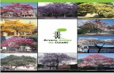 Projeto1 mexendo.indd 1 03/12/2015 10:37:46iflorestal.sp.gov.br/files/2016/01/Arvore_amiga_da_cidade.pdf · apaixonados por árvores. Dizia-se, inclusive, que atrapalhava o progresso.