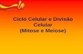 Ciclo Celular e Divisão Celular (Mitose e Meiose)upvix.com.br/_public/ensinos/em/downloads/2016_Biologia_Vitor_Ciclo... · • Eventos que preparam e realizam a divisão ... •