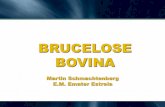Brucelose Bovina - atividaderural.com.bratividaderural.com.br/artigos/4ffdbb0412899.pdf · bactérias do Gênero Brucella. –Caracteriza-se por provocar abortos geralmente no terço
