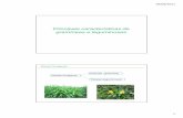 Principais características de gramíneas e leguminosas e leg compl .pdf · 28/08/2011 1 Principais características de gramíneas e leguminosas Plantas Forrageiras Plantas forrageiras